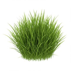 Lush green grass tuft isolated on white background
