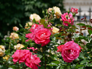 Westerland Polyantha rose flowers. Pink and yellow roses bloom