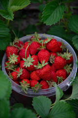 Planting strawberry in the garden. Big tasty strawberry with calyx, male hands holding plastic container. Gathered berries close up. Saturated red color. Summer food growing in the courtyard. 