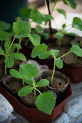 Cucumber seedlings growing in square organic cups (peat pots). Germinating procedure, 3-week old sprouts. Planting food at courtyard garden. Agricultural abstract.
