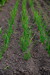Tidy rows of spring onion growing in soil. Planting healthy organic food in the field. Cultivation of vegetables and salad greenery at courtyard garden.
