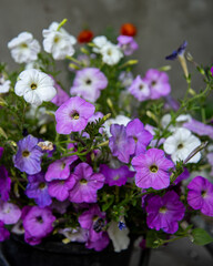Petunia flowers gworing in pot. White and violet color flowers. Ornamental garden plants.