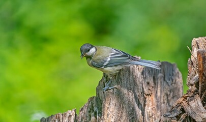 Great Tit (Parus major) is a songbird that lives in orchards and woodlands. It is a common bird in TurKey.
