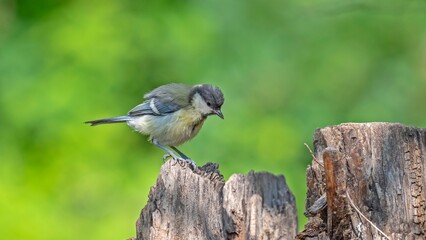 Great Tit (Parus major) is a songbird that lives in orchards and woodlands. It is a common bird in TurKey.
