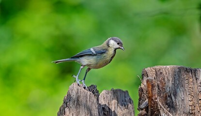 Great Tit (Parus major) is a songbird that lives in orchards and woodlands. It is a common bird in TurKey.
