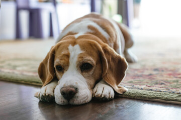 A tired beagle resting on the floor