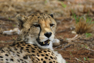 Head of a cheetah in a typical posture in Namibia