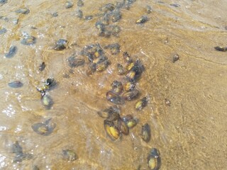 beach, sea, water, sky, nature, summer, sun, mussels, shells