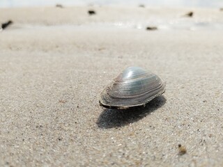 beach, sea, water, sky, nature, summer, sun, mussels, shells