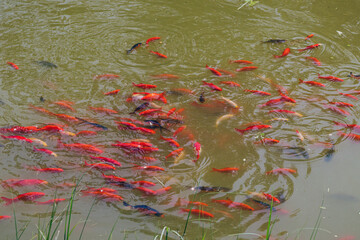 Colorful koi fish swimming in a pond. Group of koi carp in murky water