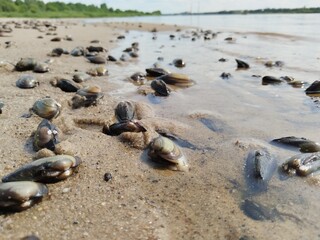 beach, sea, water, sky, nature, summer, sun, mussels, shells