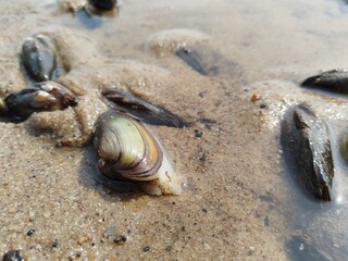 beach, sea, water, sky, nature, summer, sun, mussels, shells