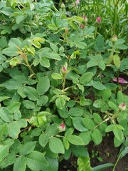 flower, nature, garden, bloom, flowers, blossom, flora, summer, beauty, floral, color