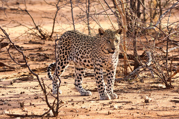 Female leopard walking through beautifully coloured bushland in Namibia