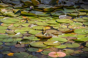 Beautiful natural water lily background. Abstract texture with green water lily leaves