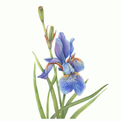Leaves and stem with flower of blue Iris sibirica (Siberian iris or Siberian flag). Watercolor hand drawn illustration isolated on white background