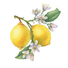 Fresh citrus yellow lemons fruit. Lemon tree branch with green leaves and flowers. Watercolor hand-drawn illustration on white background