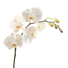 White Phalaenopsis orchid with delicate petals, a beautiful tropical flower in bloom, isolated on a white background