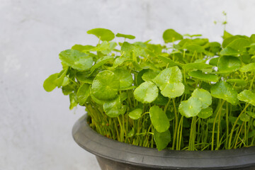 Green leaves of centella asiatica plant