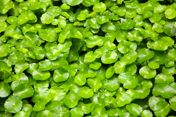 Green leaves of Centella asiatica, also known as Gotu Kola
