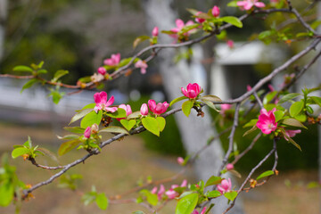 Blooming Japanese quince flower