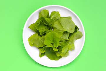 Gotu kola plant, Fresh green leaves of herb
