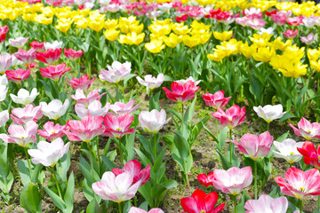 Beautiful tulip flower garden. The Expo 70 Commemorative Park, Osaka, Japan