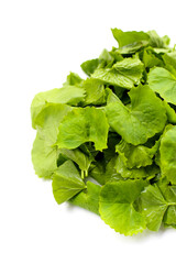 Gotu kola plant, Fresh green leaves of herb