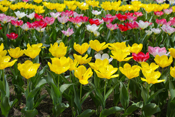 Obraz premium Field of blooming tulips under natural sunlight.