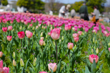 Beautiful tulip flower garden. The Expo 70 Commemorative Park, Osaka, Japan