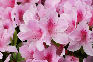 Pink and white azalea flowers blooming beautifully along a pedestrian sidewalk in Tokyo, Japan