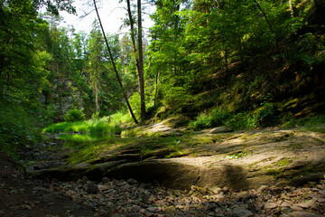 Serene forest scene with a small stream and mossy rocks, illuminated by soft sunlight, creating a...