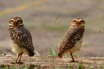 spotted owls  in the grass