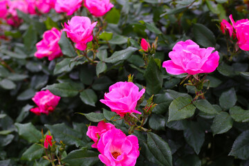 A beautiful rose bush in a public park in Japan