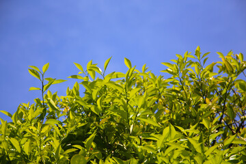 Green leaves of orange tree with blue sky