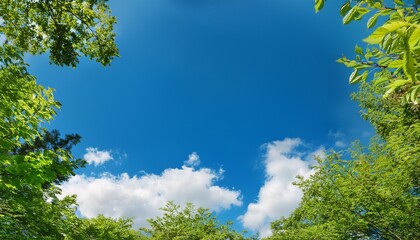 Obraz premium blank blue sky with fluffy clouds and green tree branches in the foreground providing copy space image