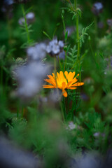 Single Yellow Wildflower in Dreamy Meadow Scene