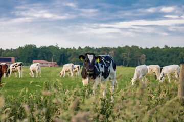 black and white cows in green meadow near modern farm in the netherlands. High quality photo