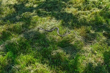 Non-venomous snake, black grass snake with orange spots on its head on a lawn with green grass. Reptiles.