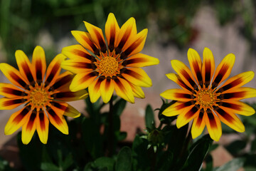 Mittagsgold blüht im Garten