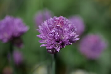 Blühender Schnittlauch im Garten
