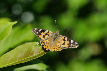 Distelfalter ruht sich auf grünem Blatt aus