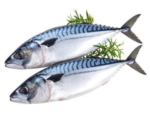 Two fresh mackerel on white background