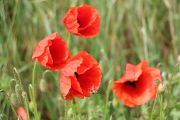 Fototapeta premium Red poppy flowers – soft focus background