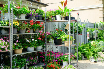 Obraz premium garden centre: plants in pots and baskets on racks outside a garden center on a sunny day.