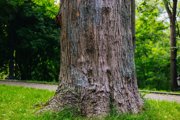 The textured bark of a tree trunk stands out against lush green grass in the park. A close-up of a large tree trunk with textured bark, set against a backdrop of green grass and a blurred park.