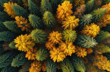 Aerial top view of autumn forest. Green, yellow, orange trees. Drone photo captures the beauty of nature. Wonderful forest land. Ideal background for nature and travel projects.