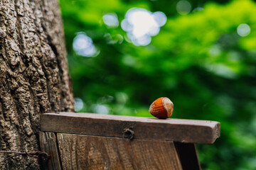 A hazelnut sits on a wooden surface, surrounded by a lush green background. A single hazelnut rests...