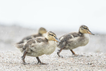 baby ducks