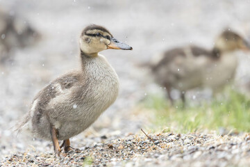 a baby duck in the rain